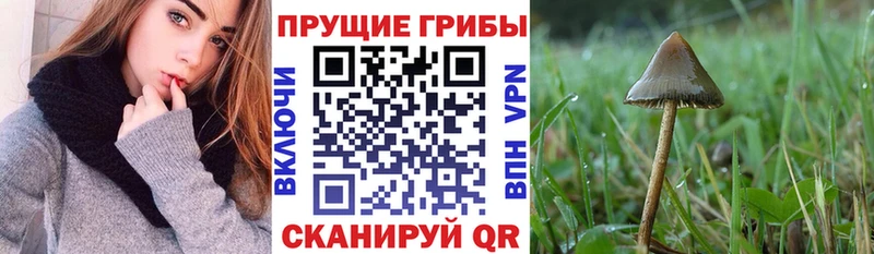 ссылка на мегу сайт  Ростов-на-Дону  Галлюциногенные грибы Psilocybe  цены наркотик 